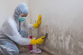  Mason City, IA Mold Removal Services Pros